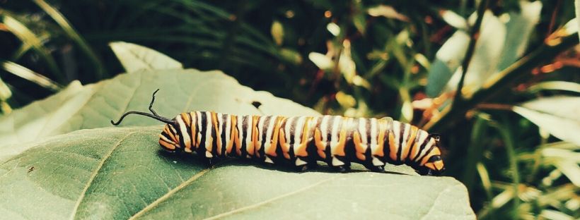 Where To Find Monarch Caterpillars Dressed To The Wines